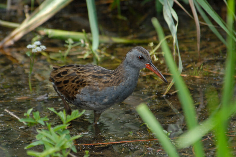 Râle d'eauadulte, identification