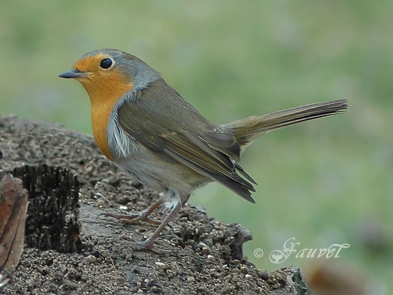 European Robin