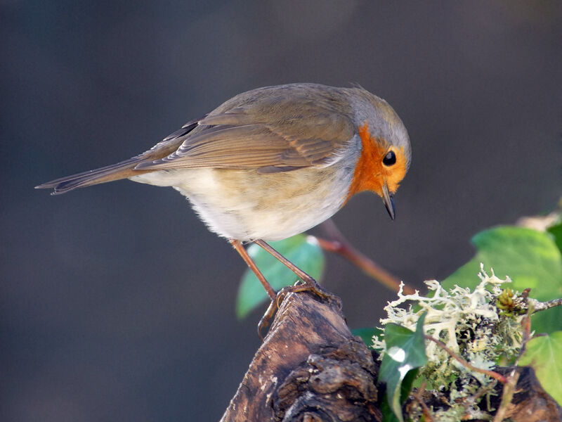 European Robin, identification