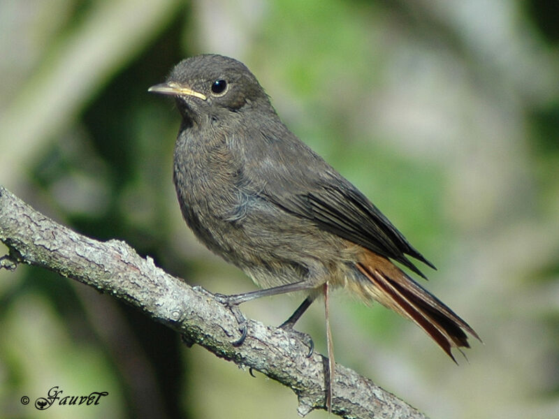 Black Redstart