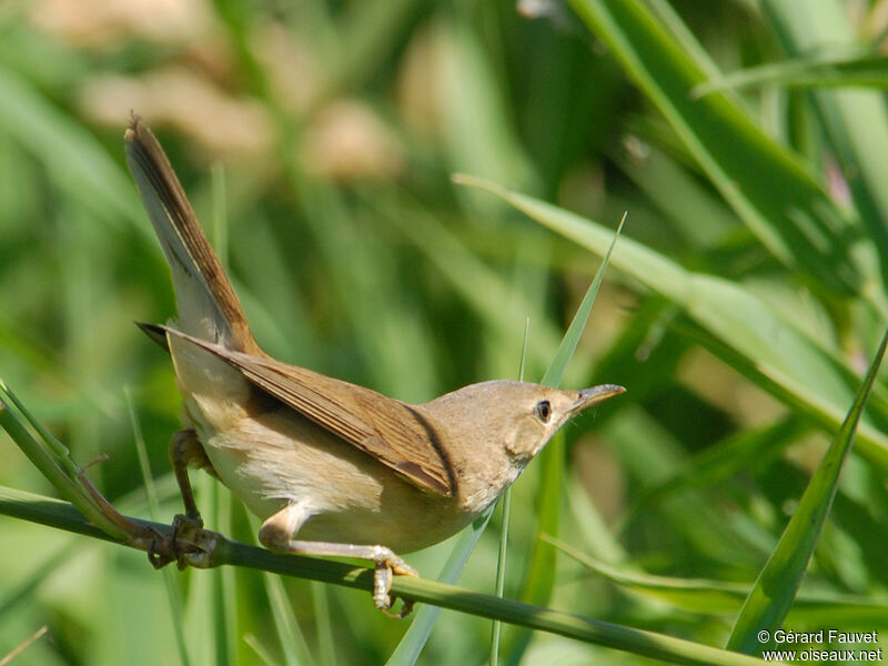 Common Reed Warbler, identification, Behaviour