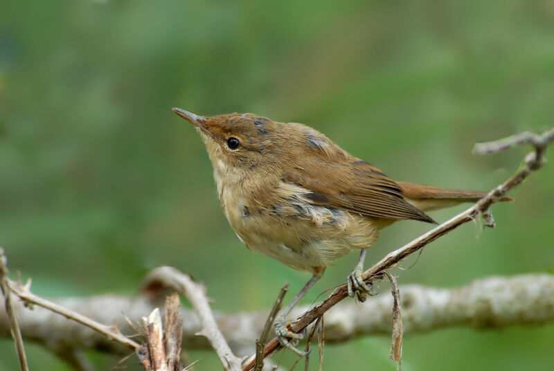 Rousserolle effarvatte, identification