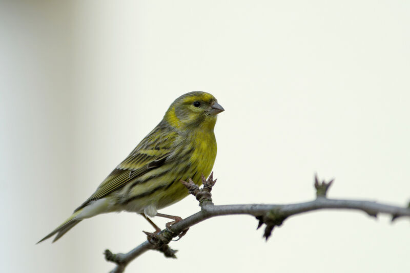 European Serin male adult post breeding, identification