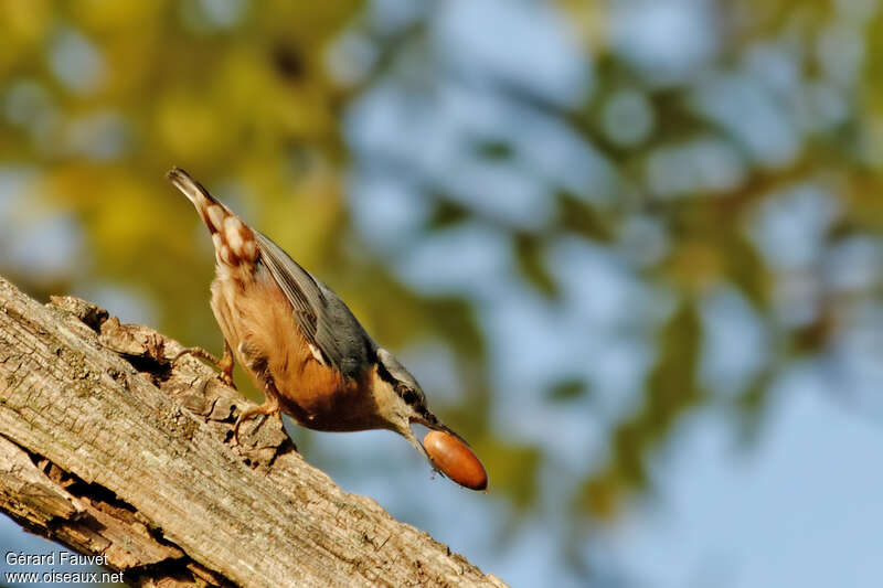 Eurasian Nuthatch male adult, feeding habits