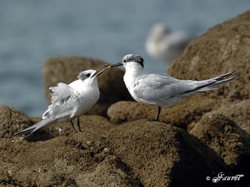 Sandwich Tern