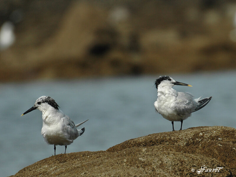 Sandwich Tern