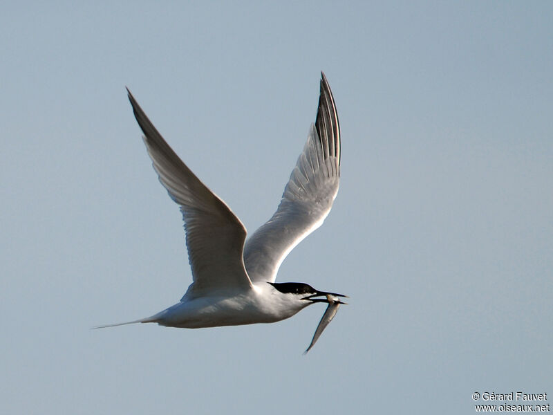 Sandwich Ternadult, Flight, feeding habits