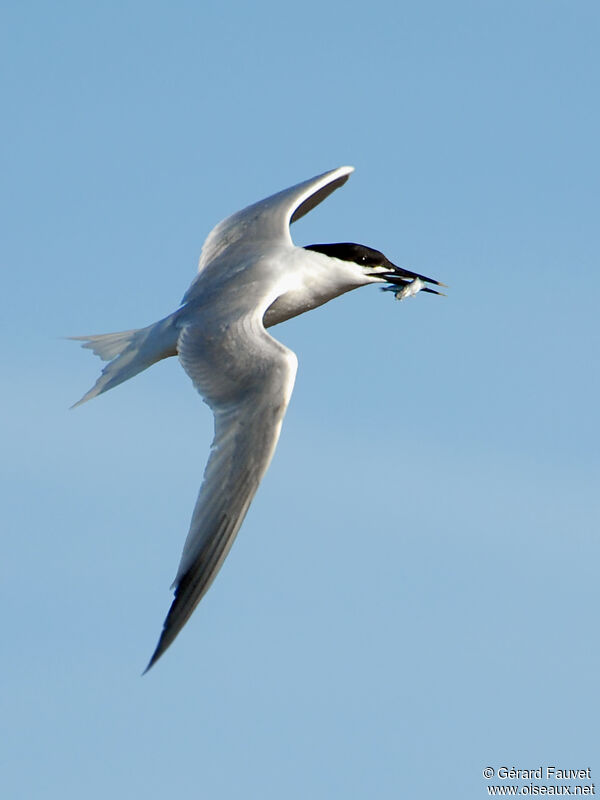 Sandwich Ternadult, Flight, feeding habits