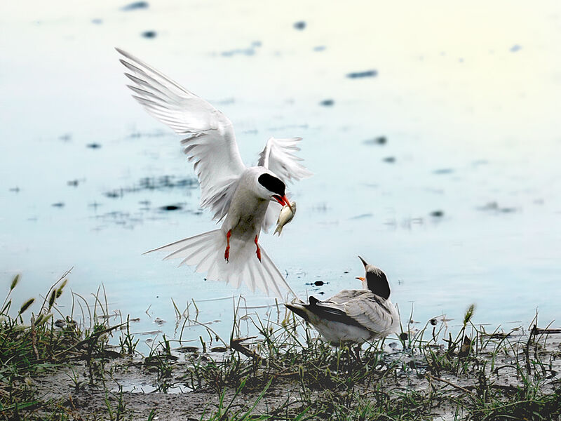 Common Tern