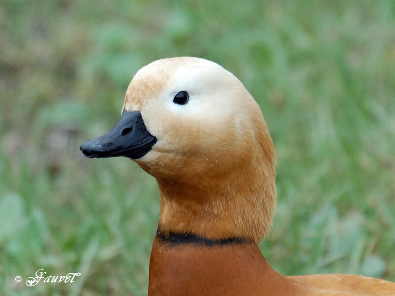 Ruddy Shelduck