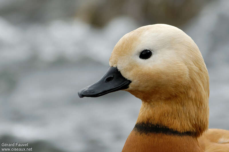 Ruddy Shelduck male adult, close-up portrait