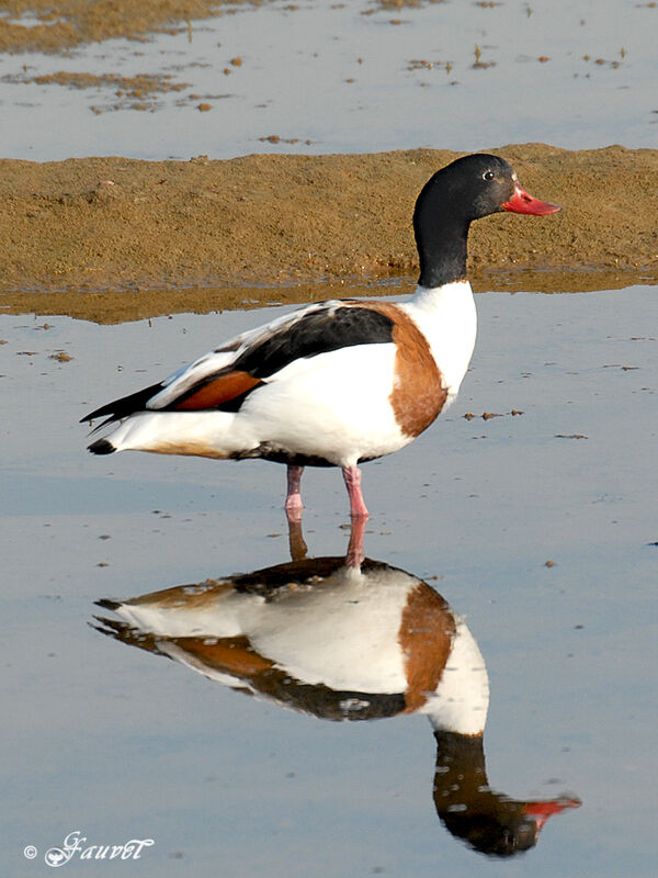 Common Shelduck