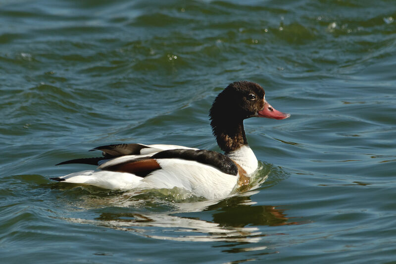 Common Shelduck female adult breeding, identification