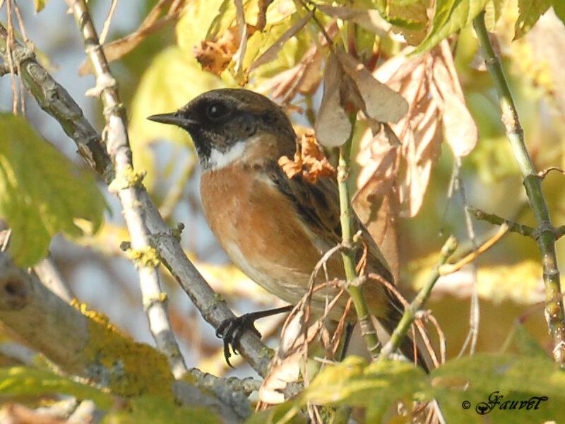 European Stonechat