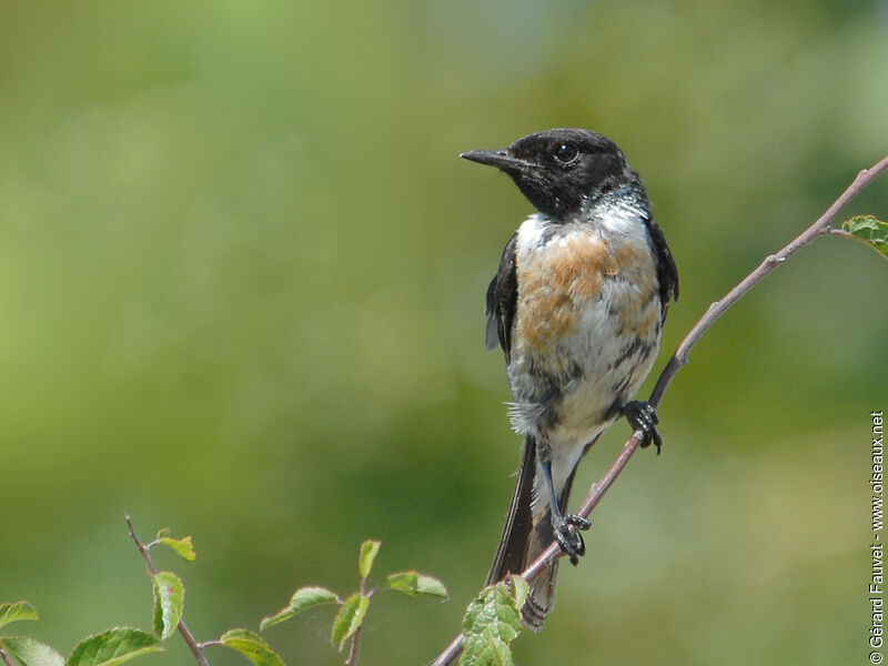 European Stonechat male adult, identification