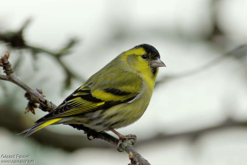 Eurasian Siskin male adult post breeding, identification