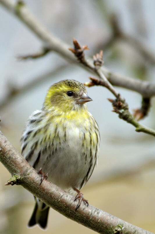 Eurasian Siskin female adult post breeding, identification