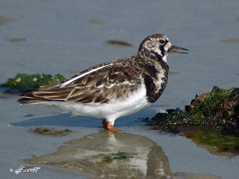 Ruddy Turnstone