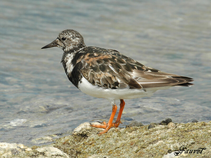 Tournepierre à collier