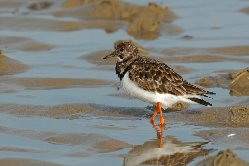 Tournepierre à collier, identification