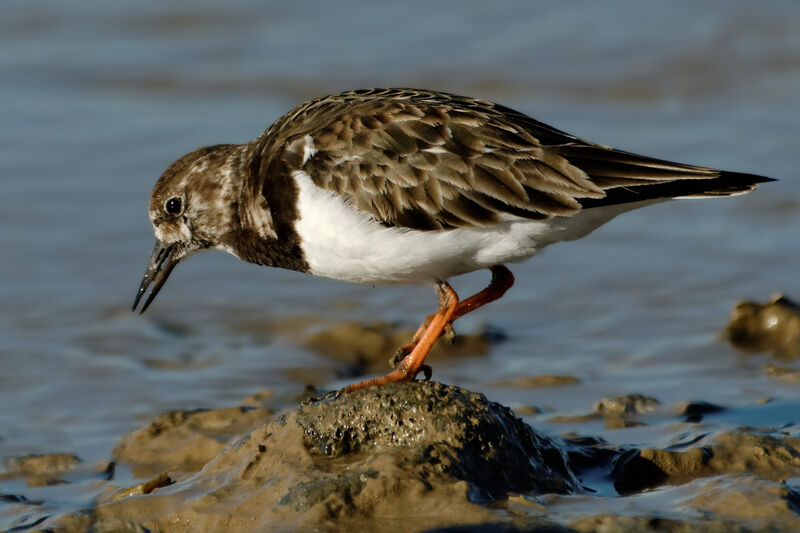 Tournepierre à collier, identification