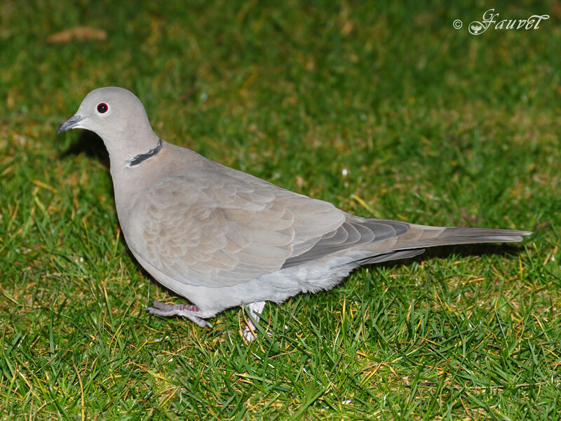 Eurasian Collared Dove