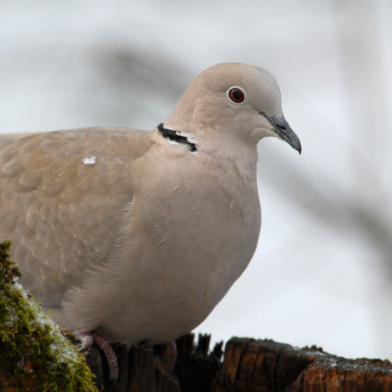 Eurasian Collared Dove