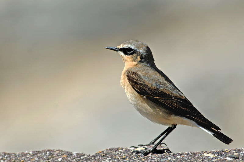 Northern Wheatear