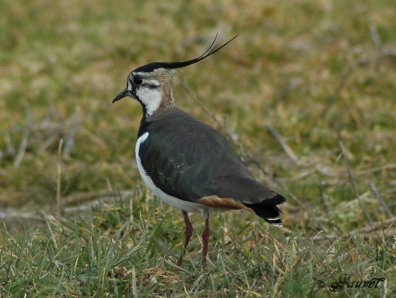 Northern Lapwing