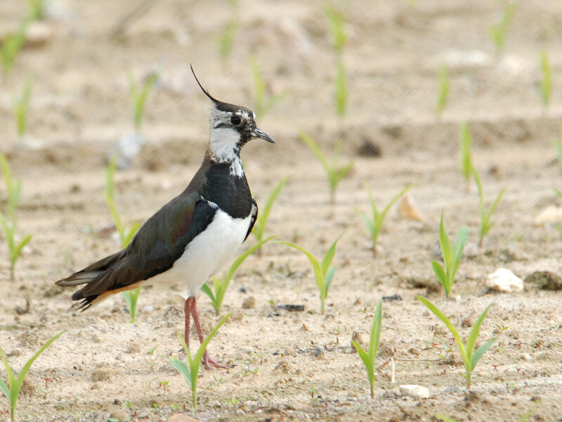 Northern Lapwingadult breeding