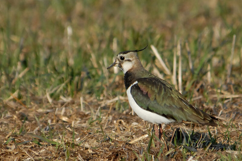 Northern Lapwing