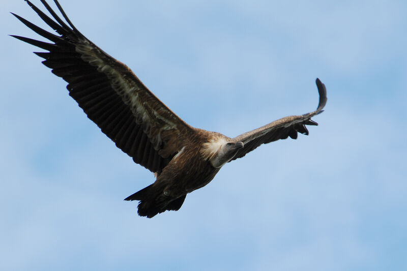 Griffon Vulture, Flight