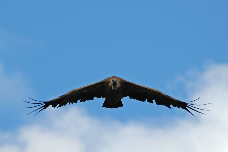 Griffon Vulture, Flight