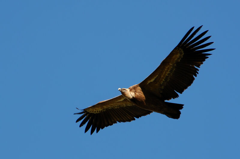 Griffon Vulture, Flight