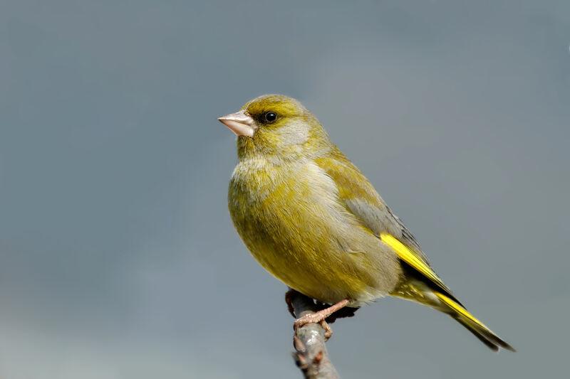 European Greenfinch male adult post breeding, identification