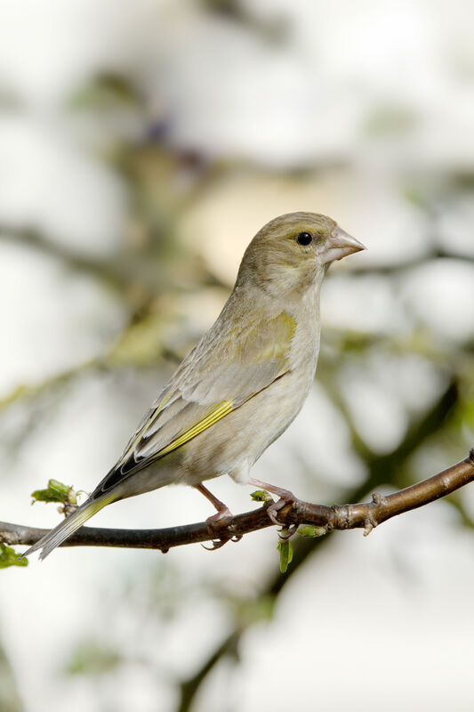 European Greenfinch female