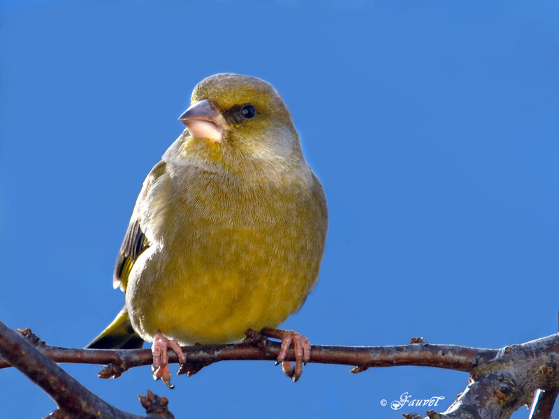 European Greenfinch male, identification