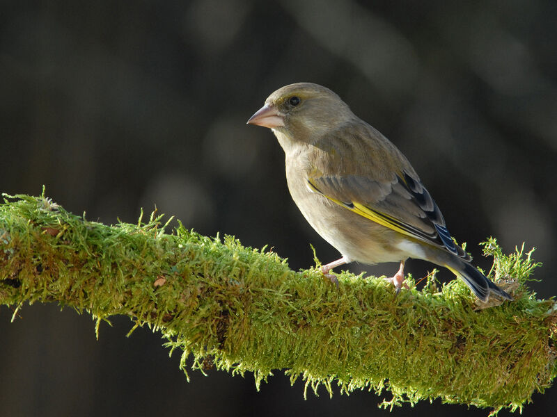 European Greenfinch female adult post breeding, identification