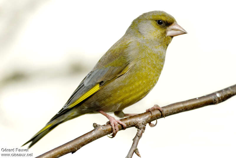 European Greenfinch male adult breeding, identification