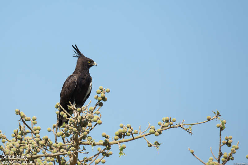 Aigle huppardadulte, habitat, pigmentation, pêche/chasse