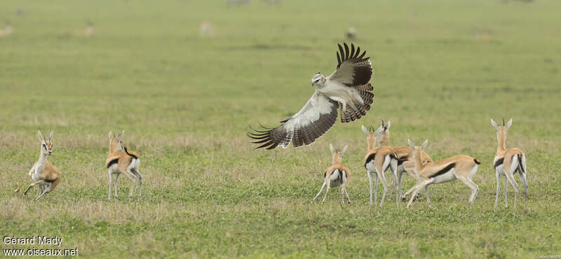 Aigle martialjuvénile, pêche/chasse