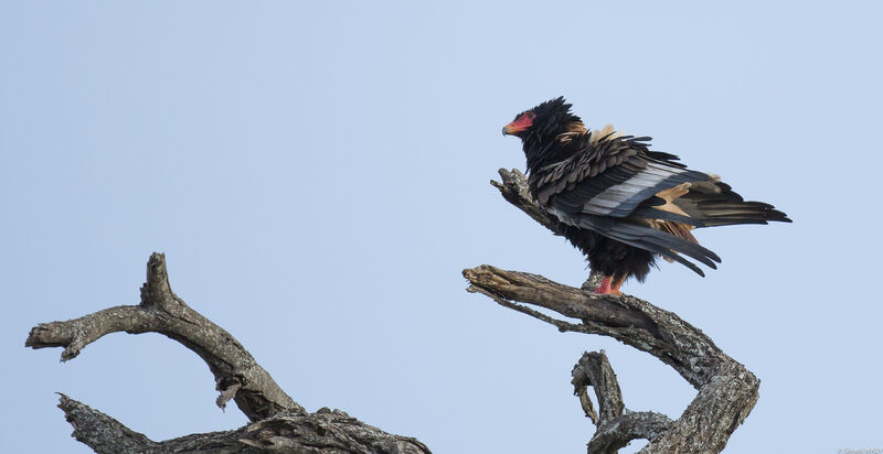 Bateleur des savanes