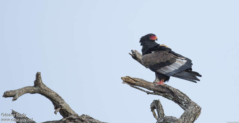 Bateleur des savanes femelle adulte nuptial, identification