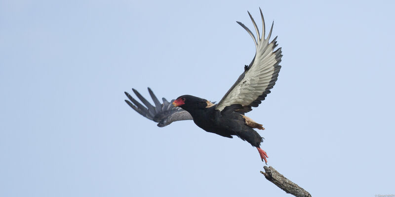 Bateleur