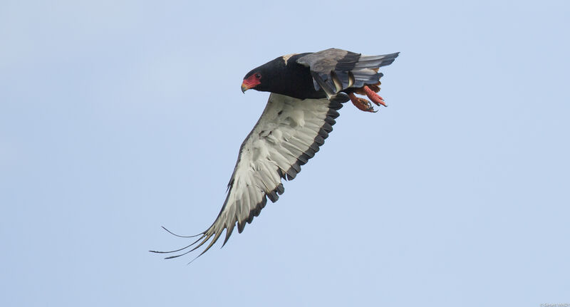 Bateleur des savanes