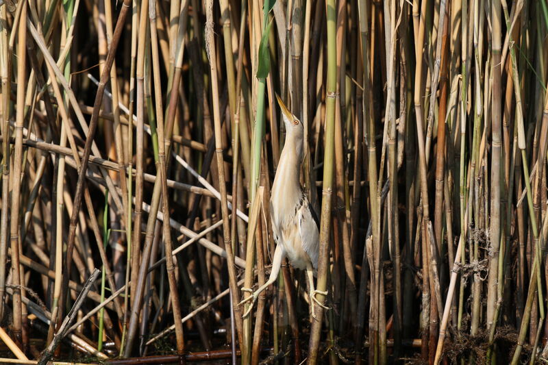 Little Bittern