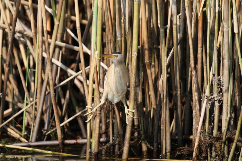 Little Bittern