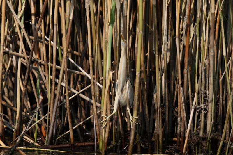 Little Bittern