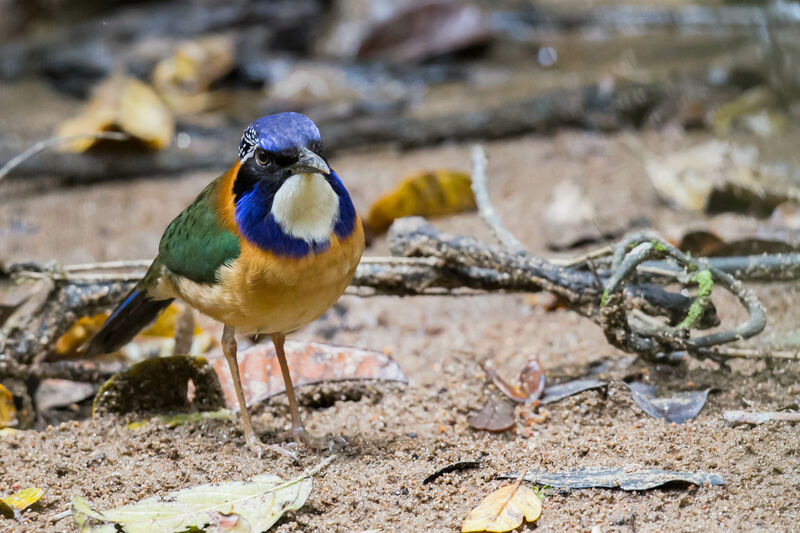 Pitta-like Ground Roller