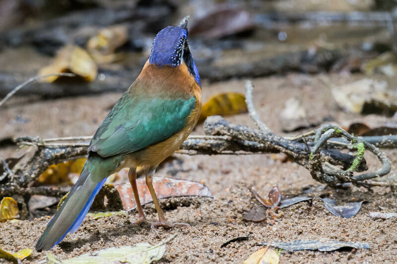 Pitta-like Ground Roller